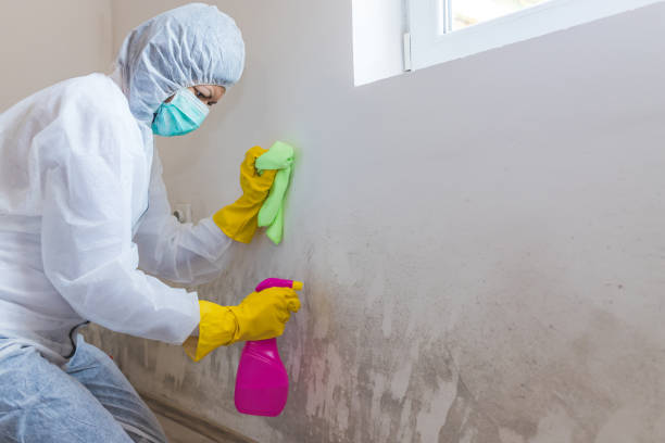 Best Environmental Consulting for Mold Prevention  in Good Hope, CA