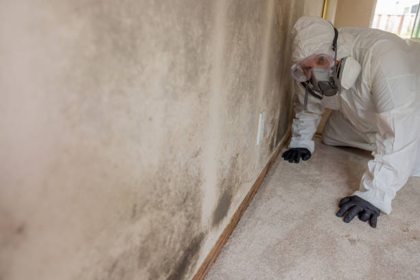 Best Commercial Mold Inspection  in Good Hope, CA